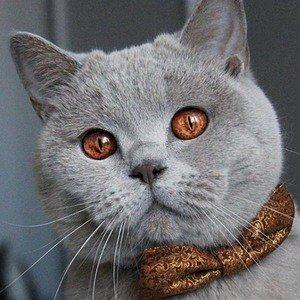 Koda Cat: Top 10 Facts You Need to Know | FamousDetails