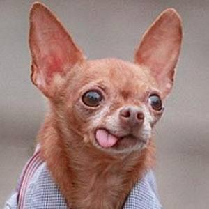 Mervin the Chihuahua facts