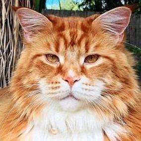 Omar the Maine Coon facts